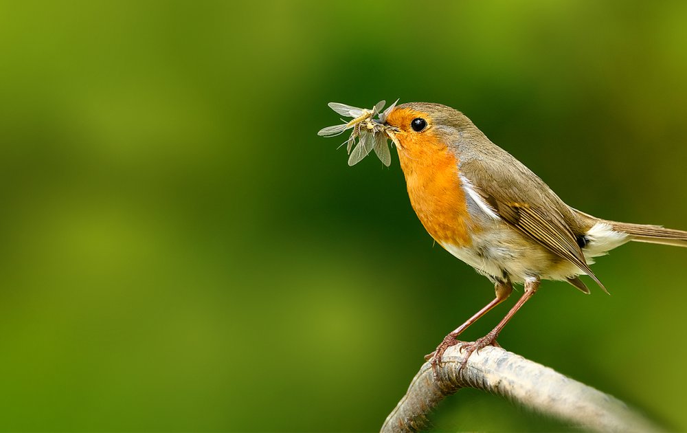 Vogelbescherming
